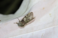 Macrurocampa marthesia