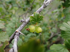 Ribes uva-crispa