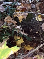 Agaricomycotina
