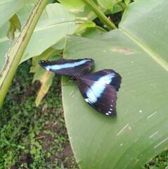 Morpho achilles