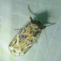 Spodoptera latifascia