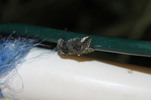 Oblique Heterocampa Moth photo 4