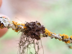 Tuckermanopsis platyphylla