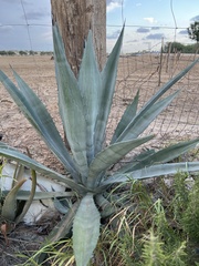 Agave mapisaga
