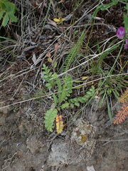 Polemonium pulcherrimum