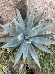 Agave mapisaga