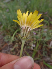 Agoseris
