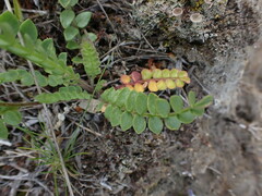Polemonium pulcherrimum