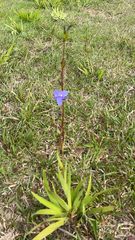 Aristea ecklonii