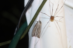 Acronicta lithospila