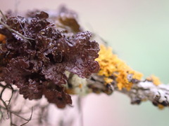 Tuckermanopsis platyphylla