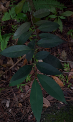Nectandra coriacea