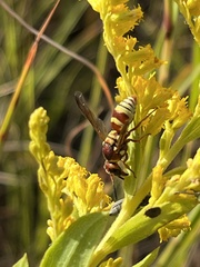 Euodynerus pratensis