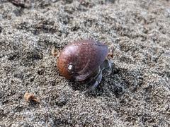 Coenobita compressus