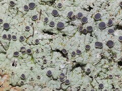 Pseudoparmelia uleana