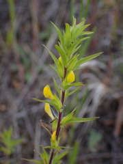 Orthocarpus luteus
