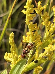 Euodynerus pratensis