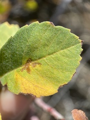 Amelanchier utahensis