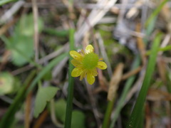 Halerpestes cymbalaria