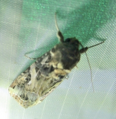 Spodoptera latifascia