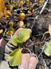 Amelanchier utahensis