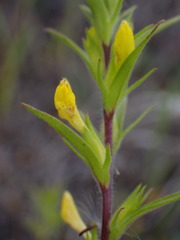 Orthocarpus luteus