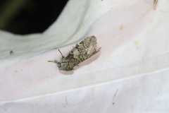 Macrurocampa marthesia