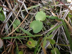 Halerpestes cymbalaria