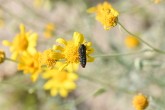 Acmaeodera haemorrhoa