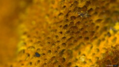 Phellinus xeranticus