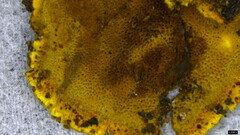 Phellinus xeranticus