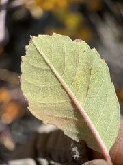 Amelanchier utahensis