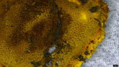 Phellinus xeranticus