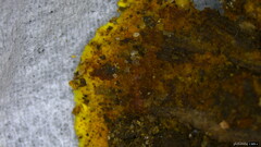 Phellinus xeranticus