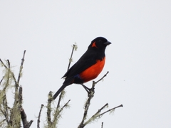 Anisognathus igniventris