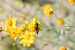 Acmaeodera haemorrhoa