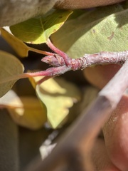 Amelanchier utahensis