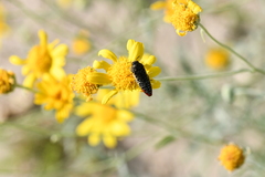 Acmaeodera haemorrhoa