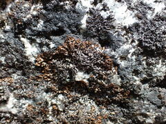 Hypogymnia austerodes