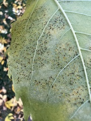 Phyllactinia fraxini