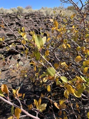 Amelanchier utahensis