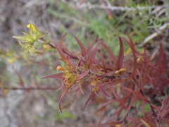 Orthocarpus luteus