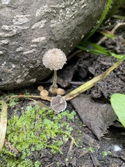 Psathyrella frustulenta