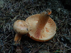 Lactarius salmonicolor