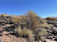 Amelanchier utahensis