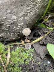 Psathyrella frustulenta