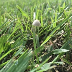 Conocybe apala albipes