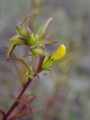 Orthocarpus luteus