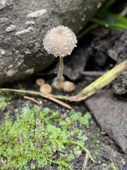 Psathyrella frustulenta