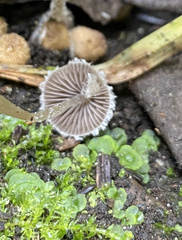 Psathyrella frustulenta